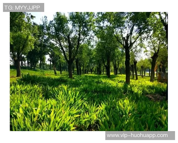 科内特称赞文班职业态度与专注力期待其未来更大突破与成长 科内特称赞文班职业态度与专注力期待其未来更大突破与成长